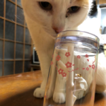 うがいコップ 猫