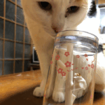 うがいコップ 猫